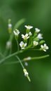 Fleurs d'Arabidopsis